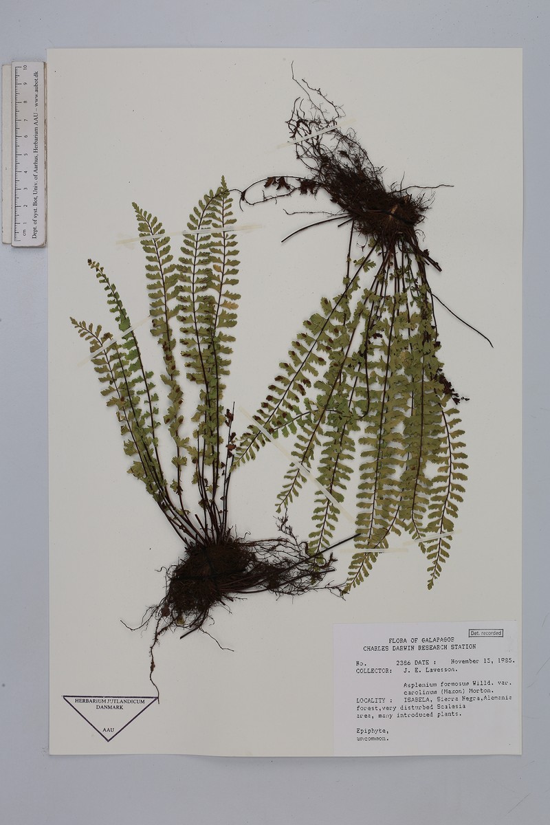 Asplenium formosum var. carolinum