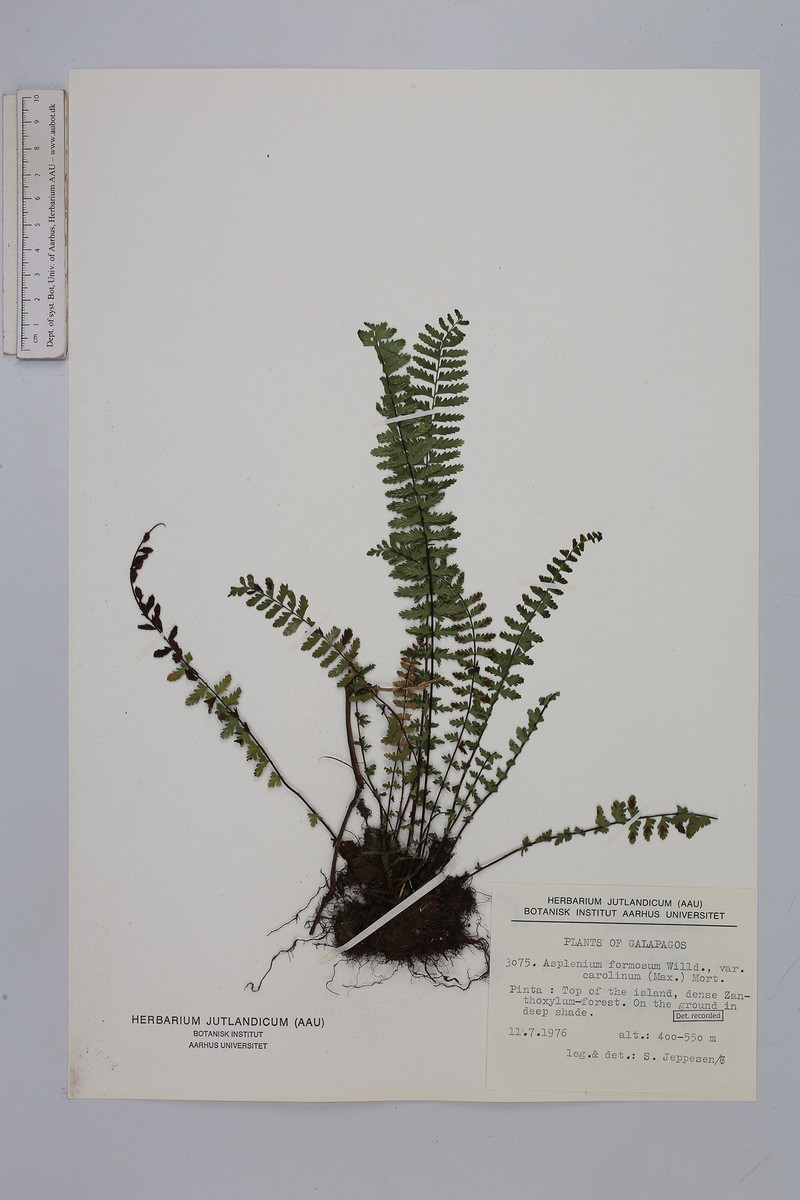 Asplenium formosum var. carolinum photo 2