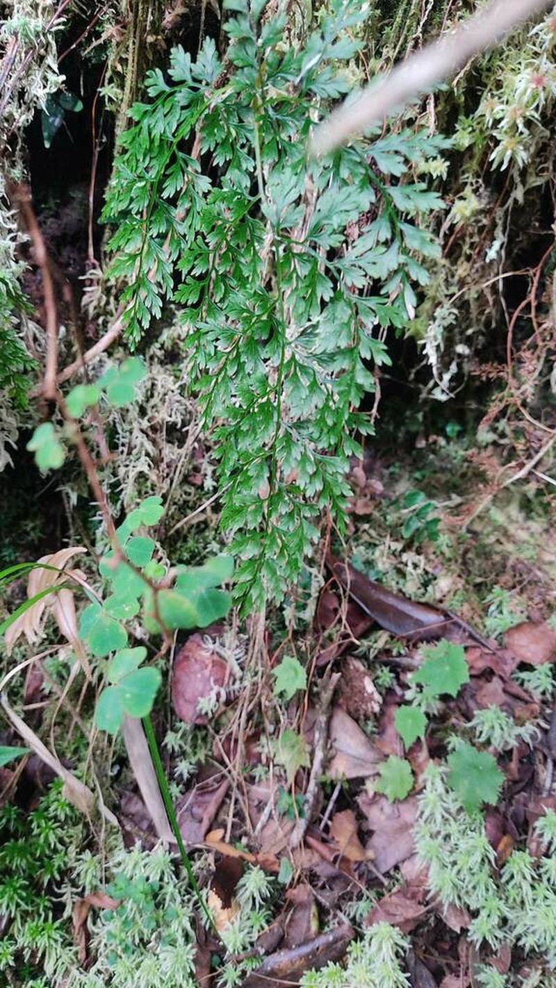Asplenium fragrans