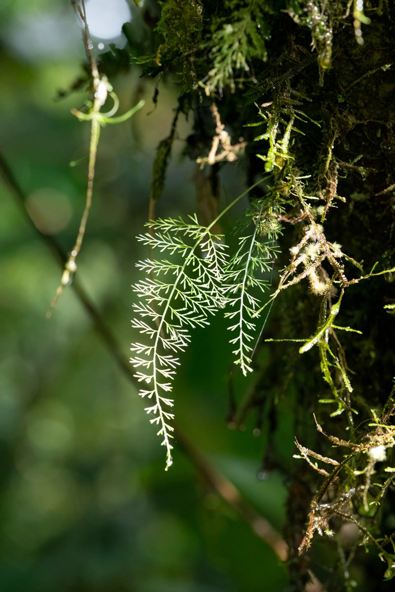 Asplenium fragrans photo 2