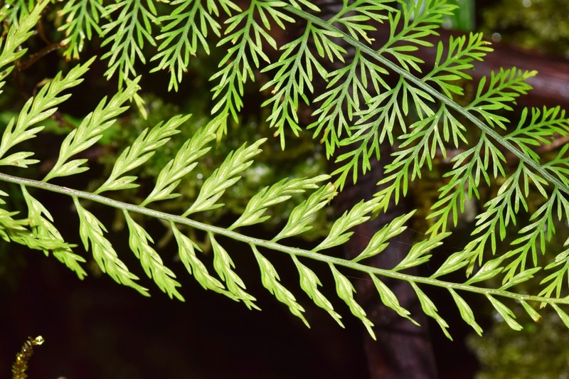 Asplenium fragrans photo 3