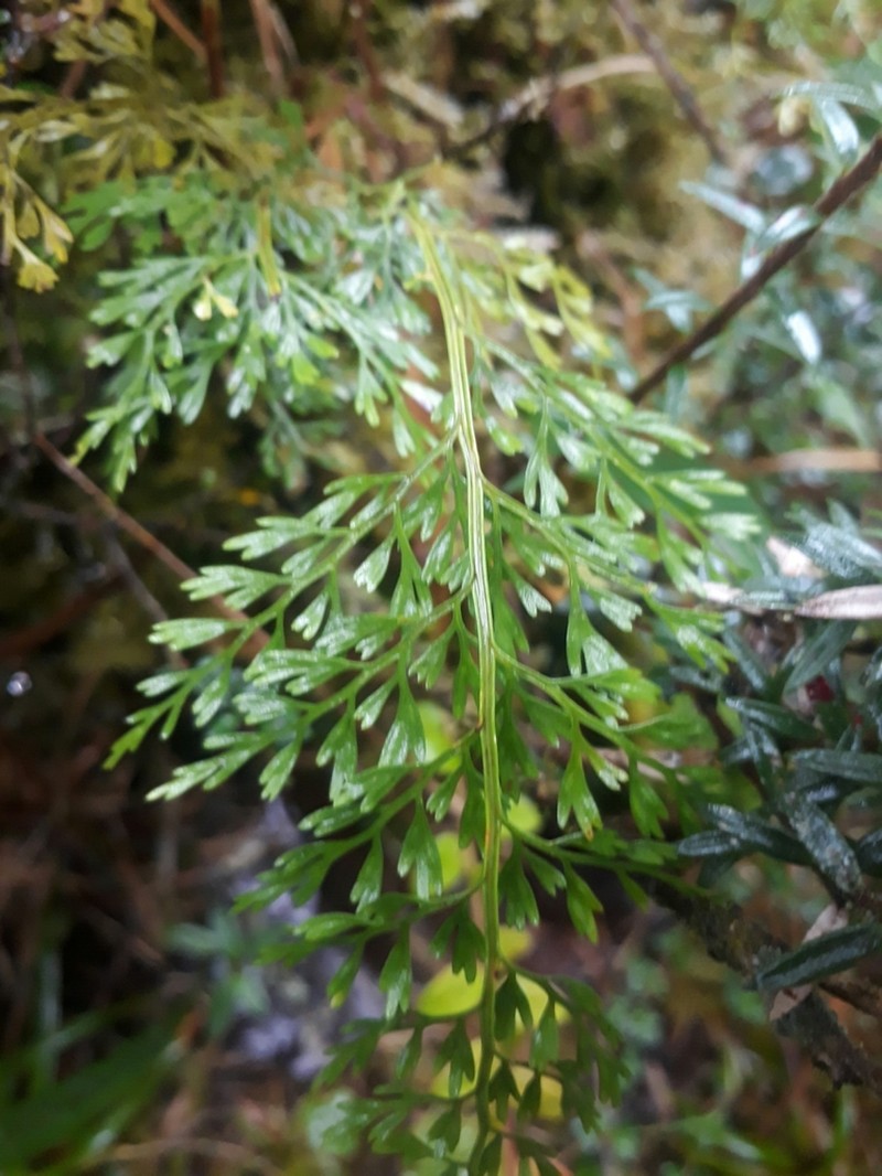 Asplenium fragrans photo 4