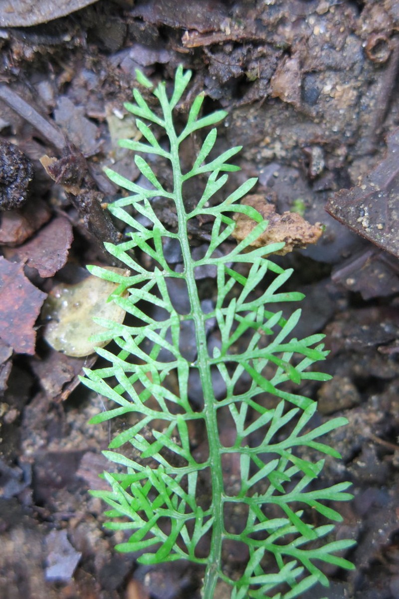 Asplenium fragrans photo 5