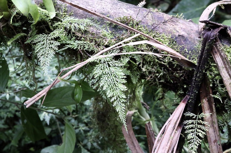 Asplenium fragrans photo 6