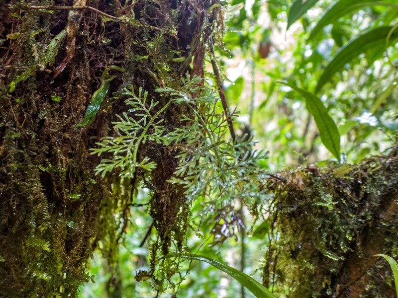 Asplenium fragrans photo 7