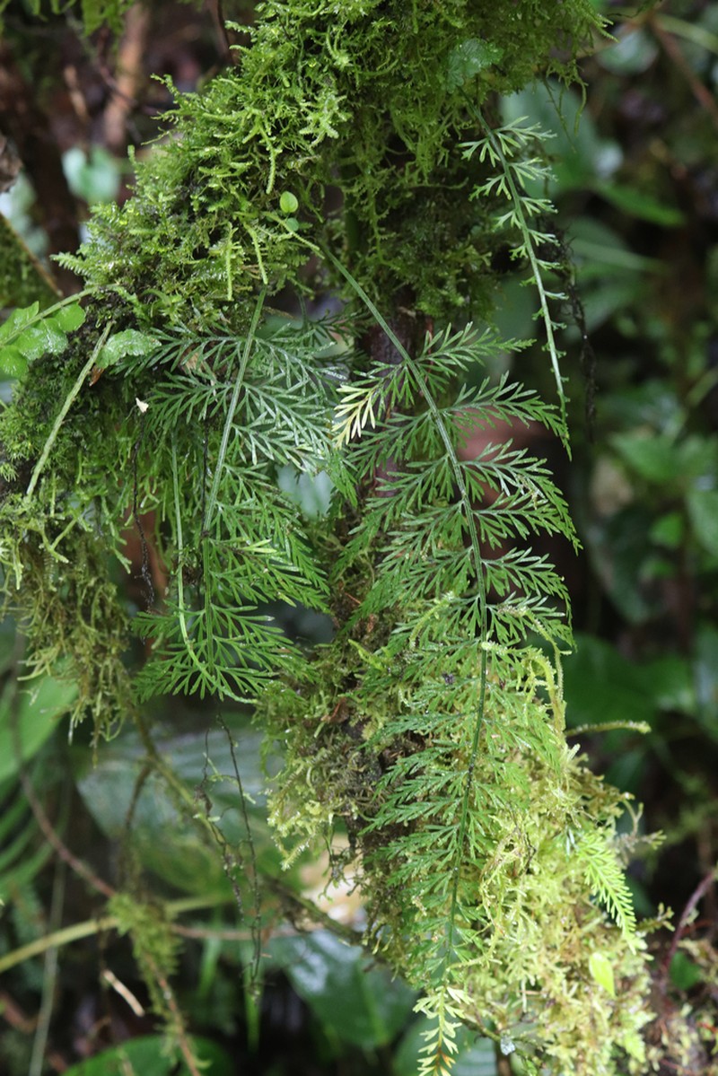 Asplenium fragrans photo 8