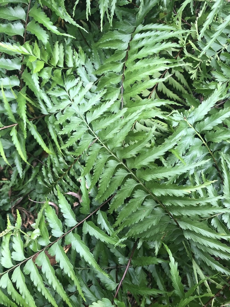 Asplenium friesiorum