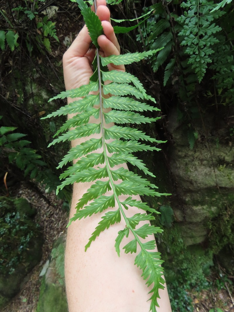 Asplenium friesiorum photo 2