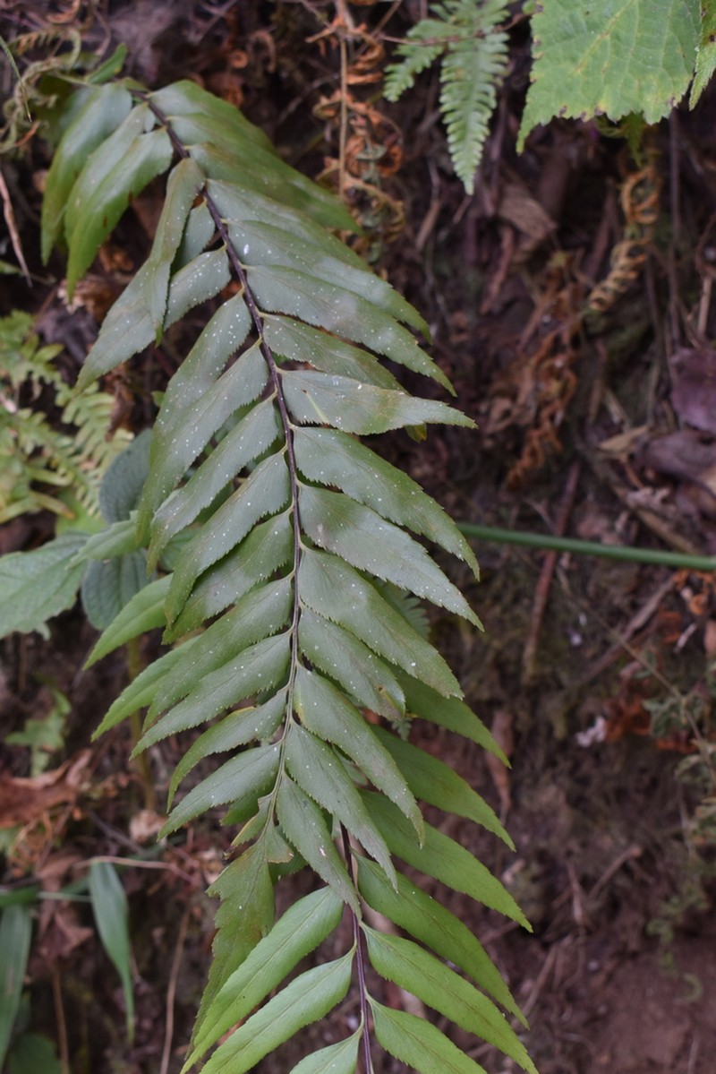 Asplenium friesiorum photo 3