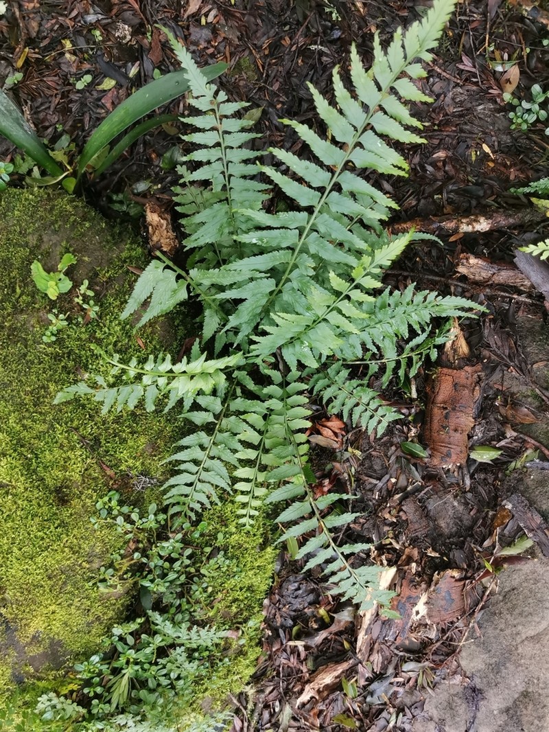 Asplenium friesiorum photo 4