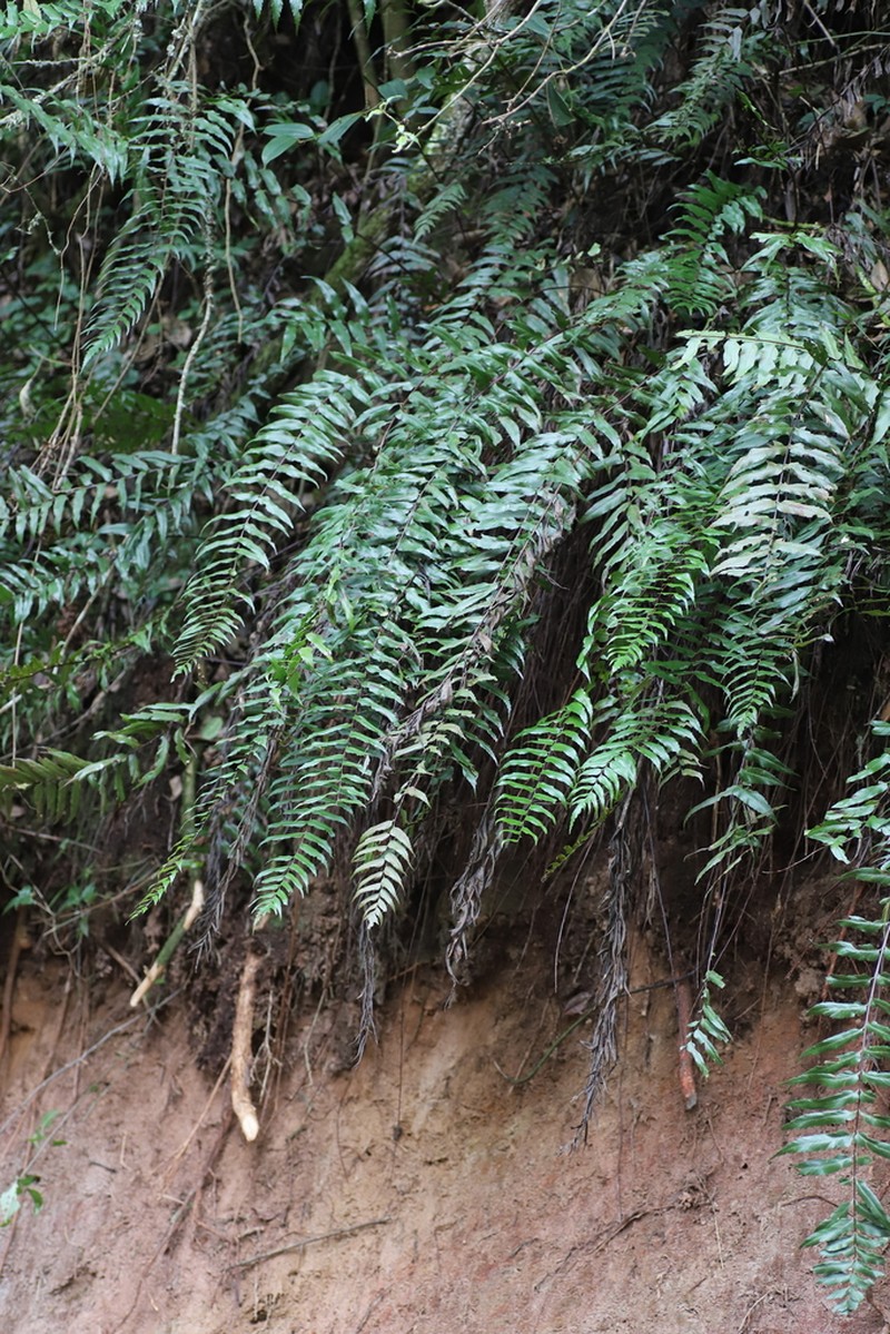 Asplenium friesiorum photo 5