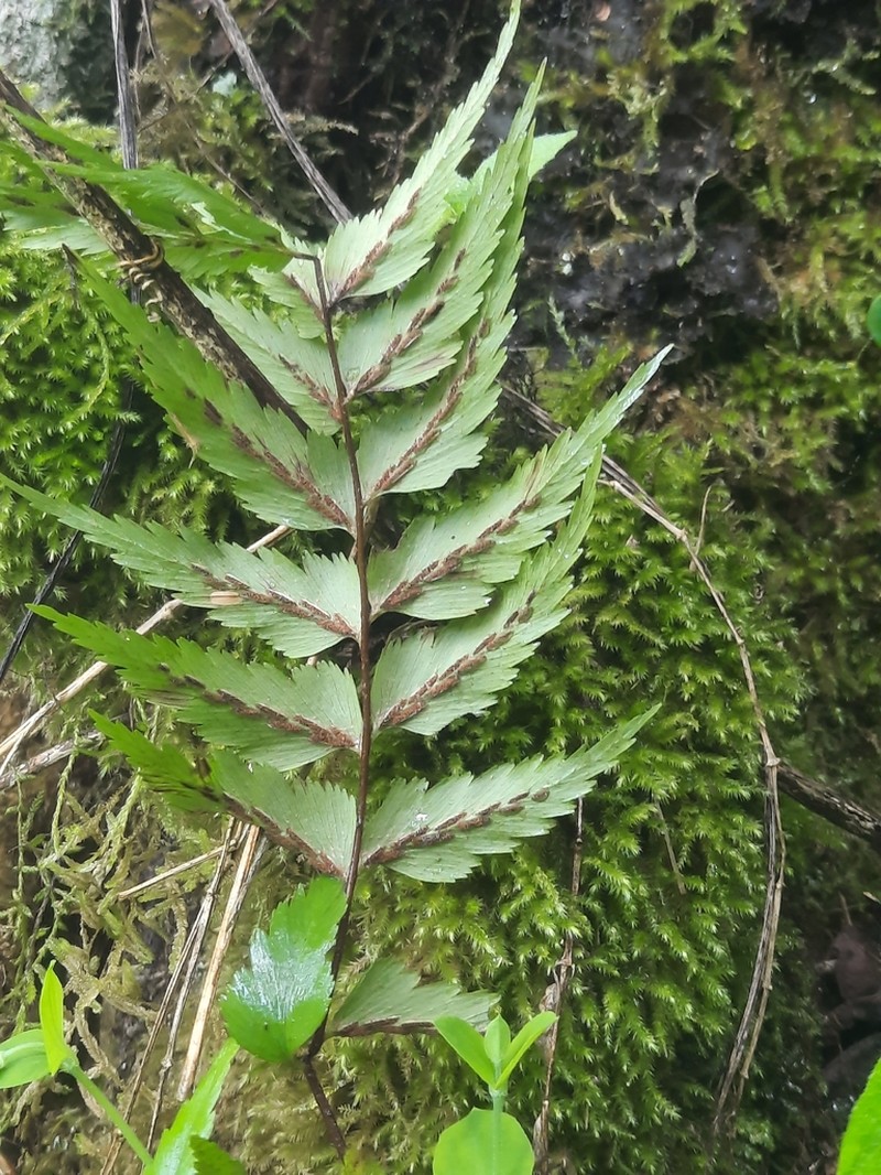 Asplenium friesiorum photo 6