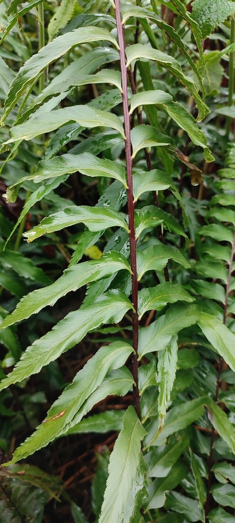 Asplenium friesiorum photo 7