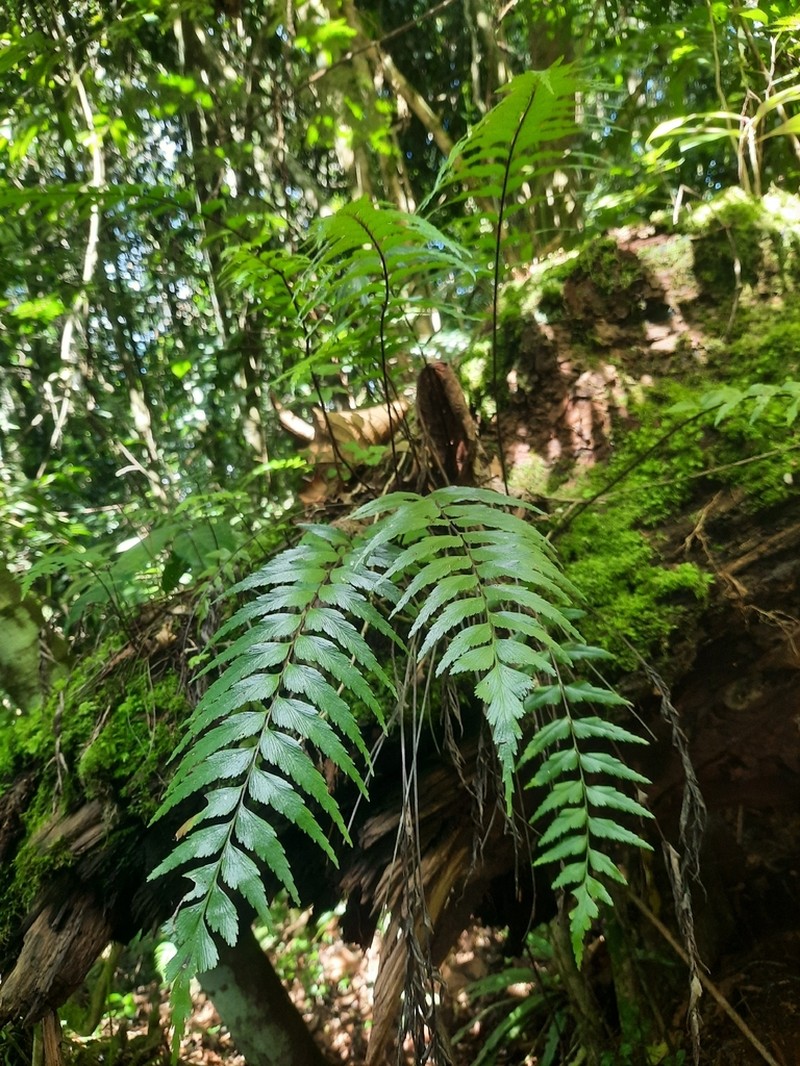 Asplenium friesiorum photo 8
