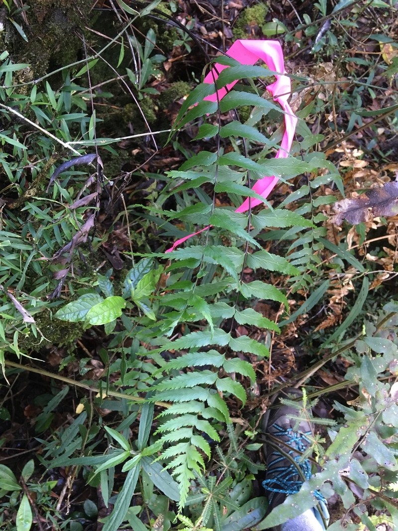 Asplenium friesiorum