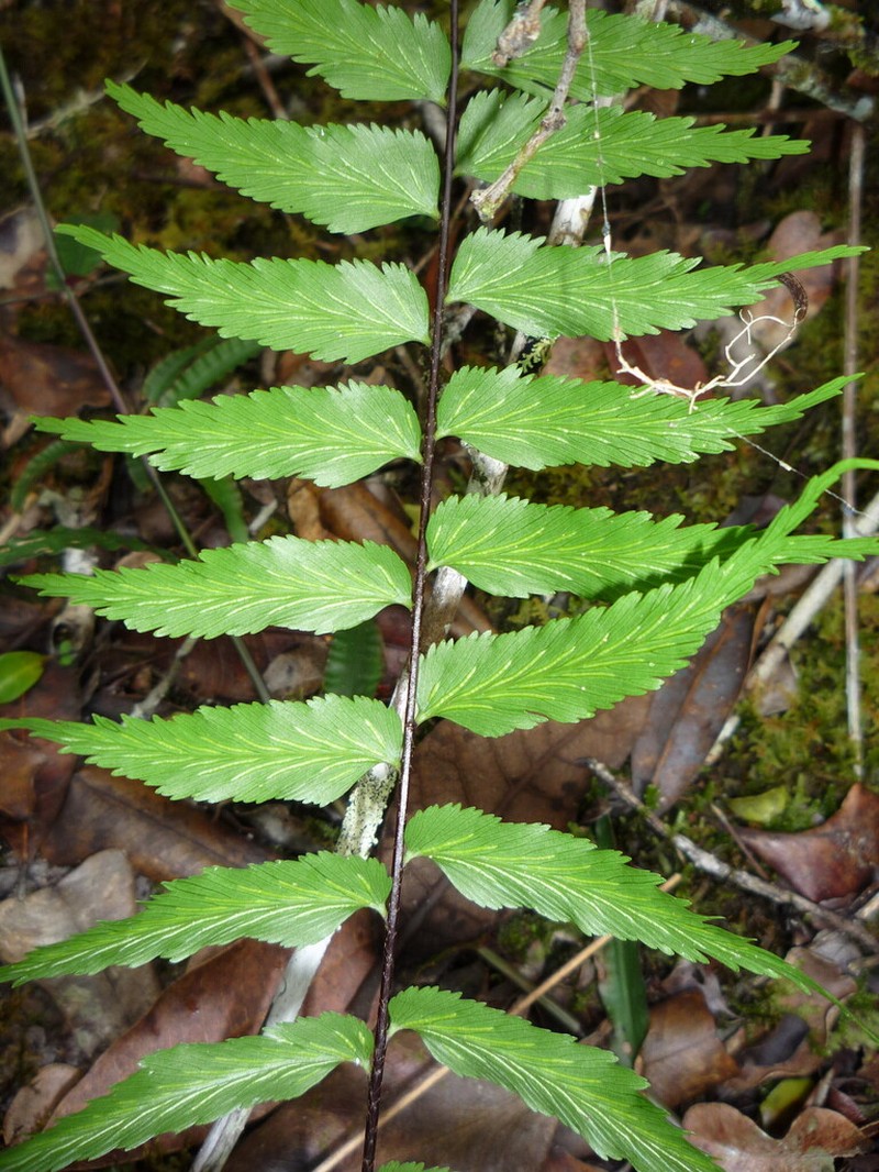 Asplenium friesiorum photo 2