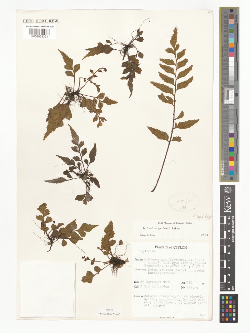 Asplenium gardneri