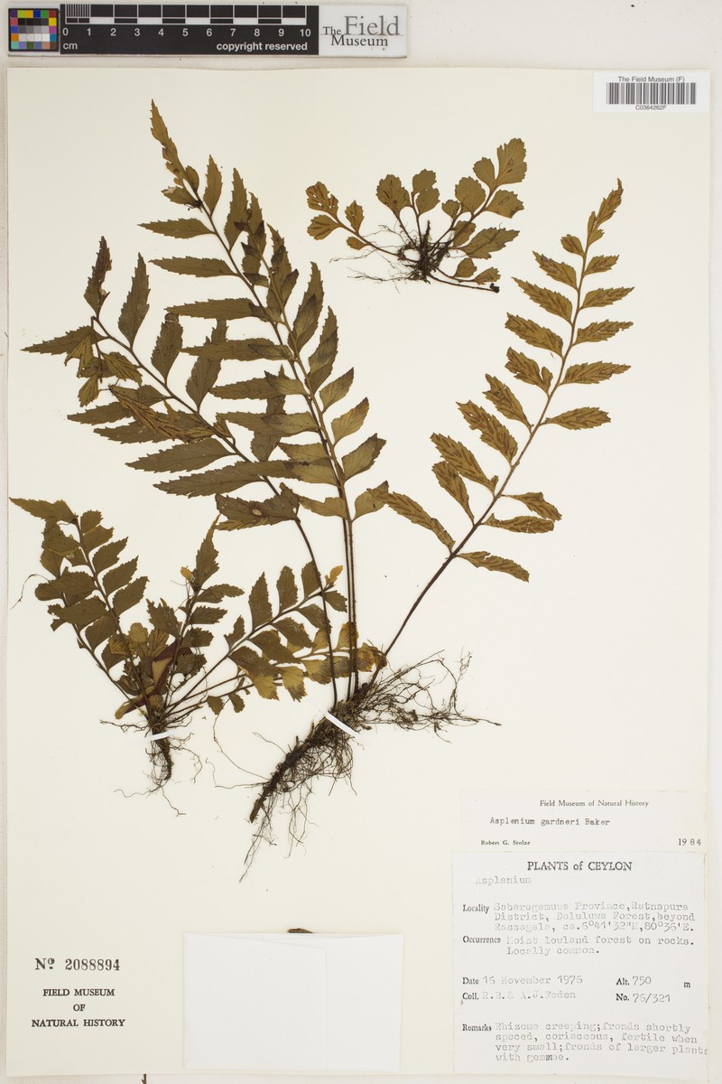 Asplenium gardneri photo 2