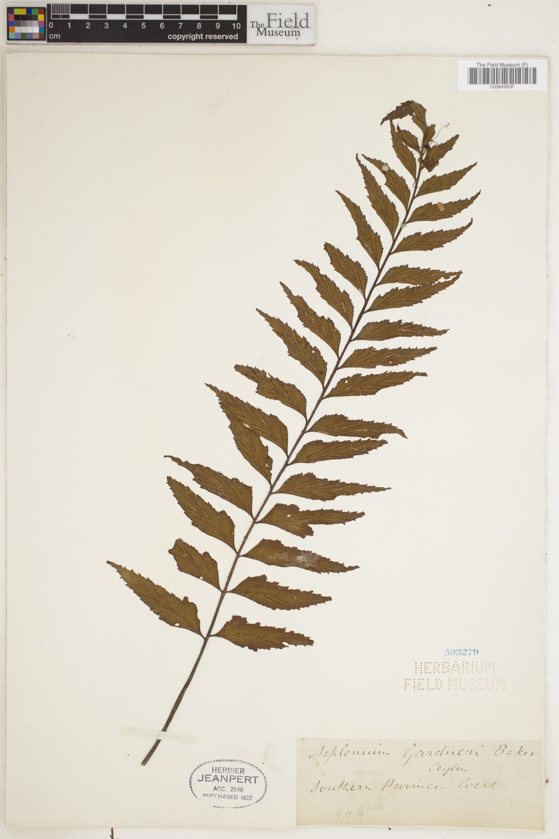 Asplenium gardneri photo 3