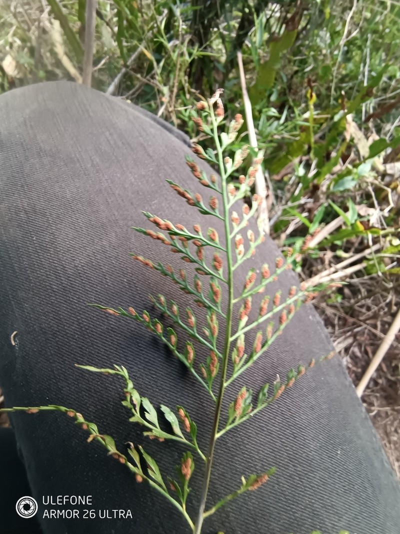 Asplenium gastonis
