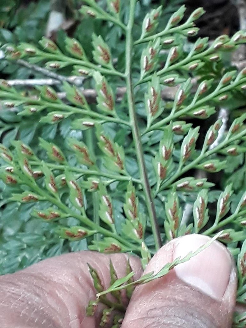 Asplenium gastonis photo 2