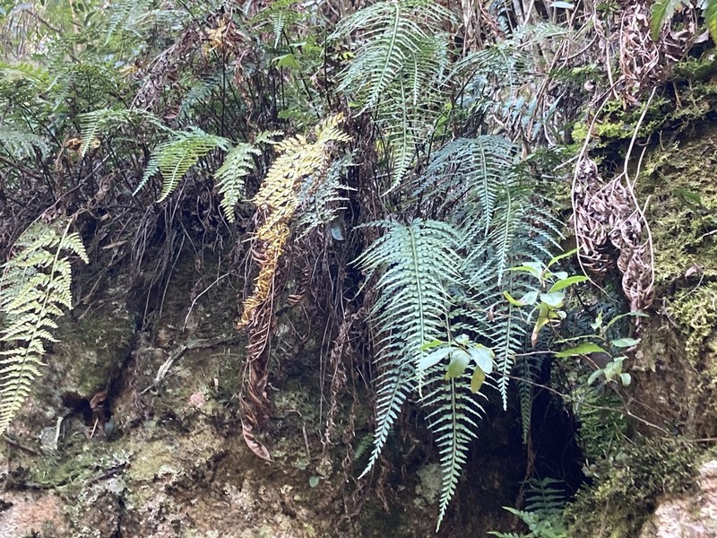 Asplenium gastonis photo 3
