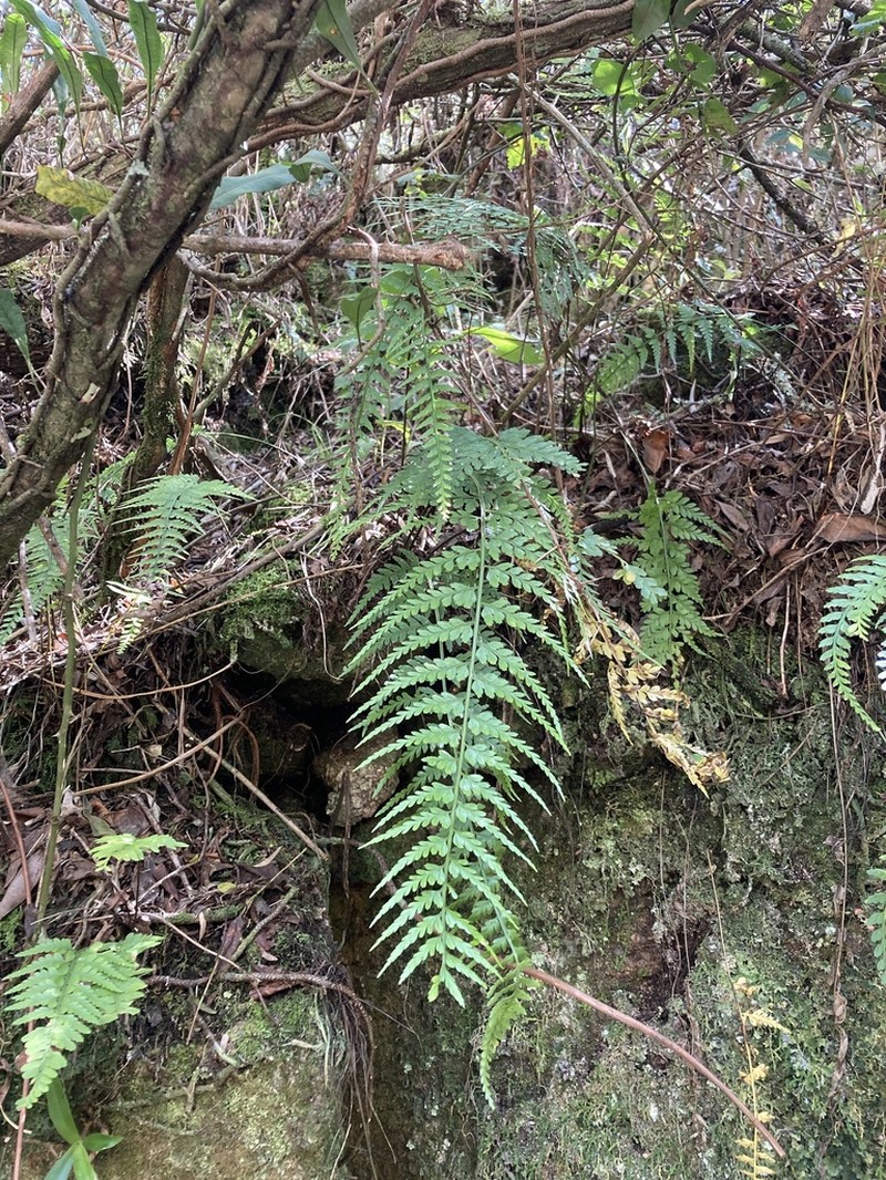 Asplenium gastonis photo 4