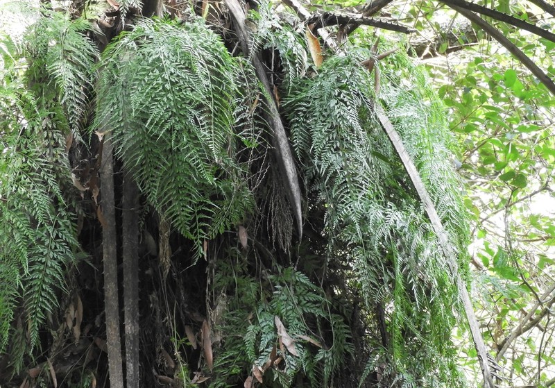 Asplenium gastonis photo 6