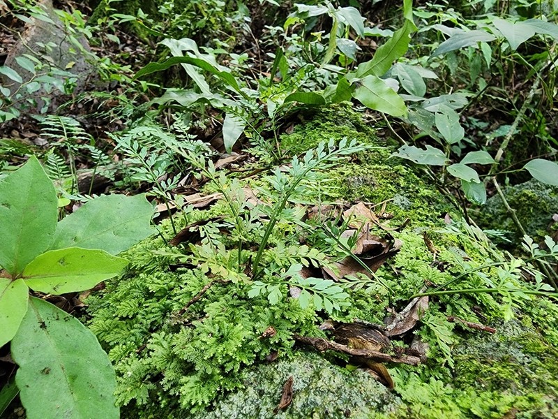Asplenium gastonis photo 7
