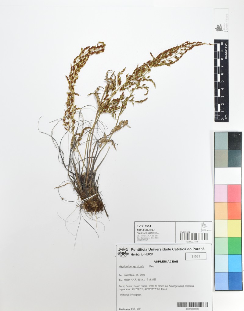 Asplenium gastonis photo 8