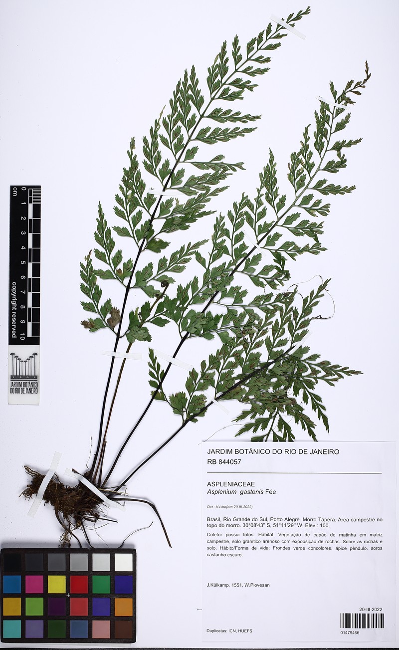Asplenium gastonis