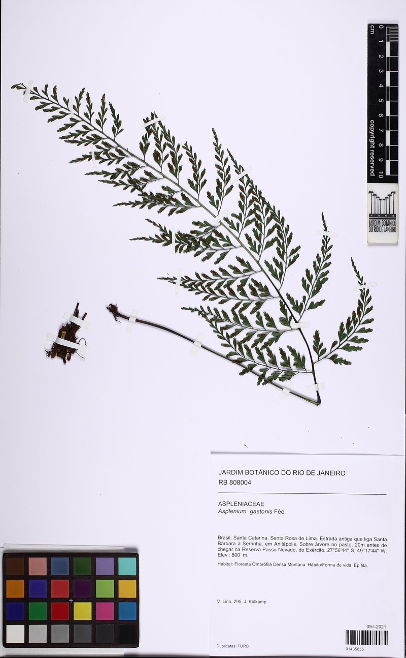 Asplenium gastonis photo 2