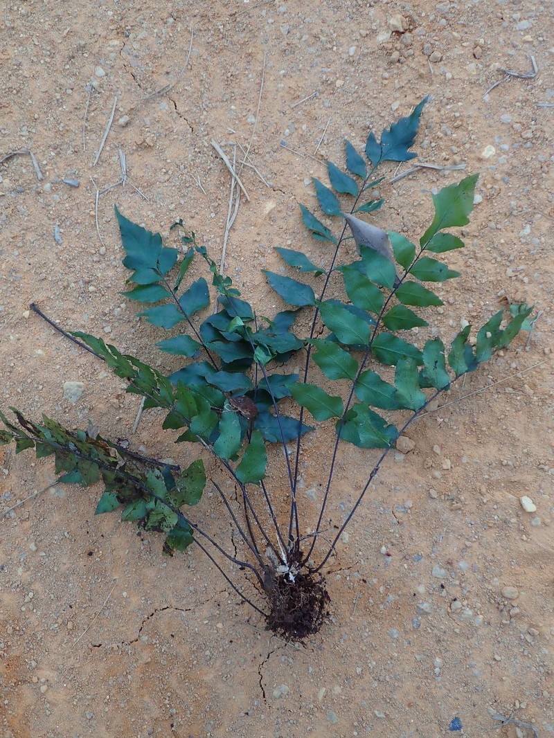 Asplenium gemmascens