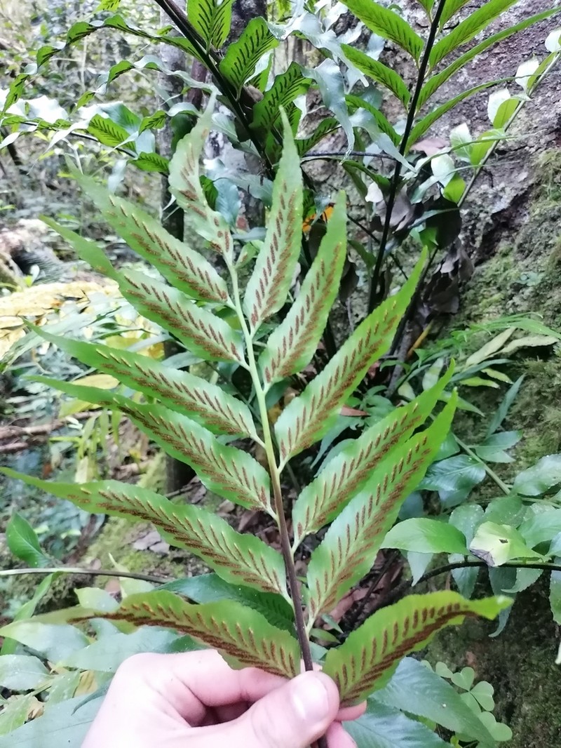 Asplenium gemmiferum photo 2