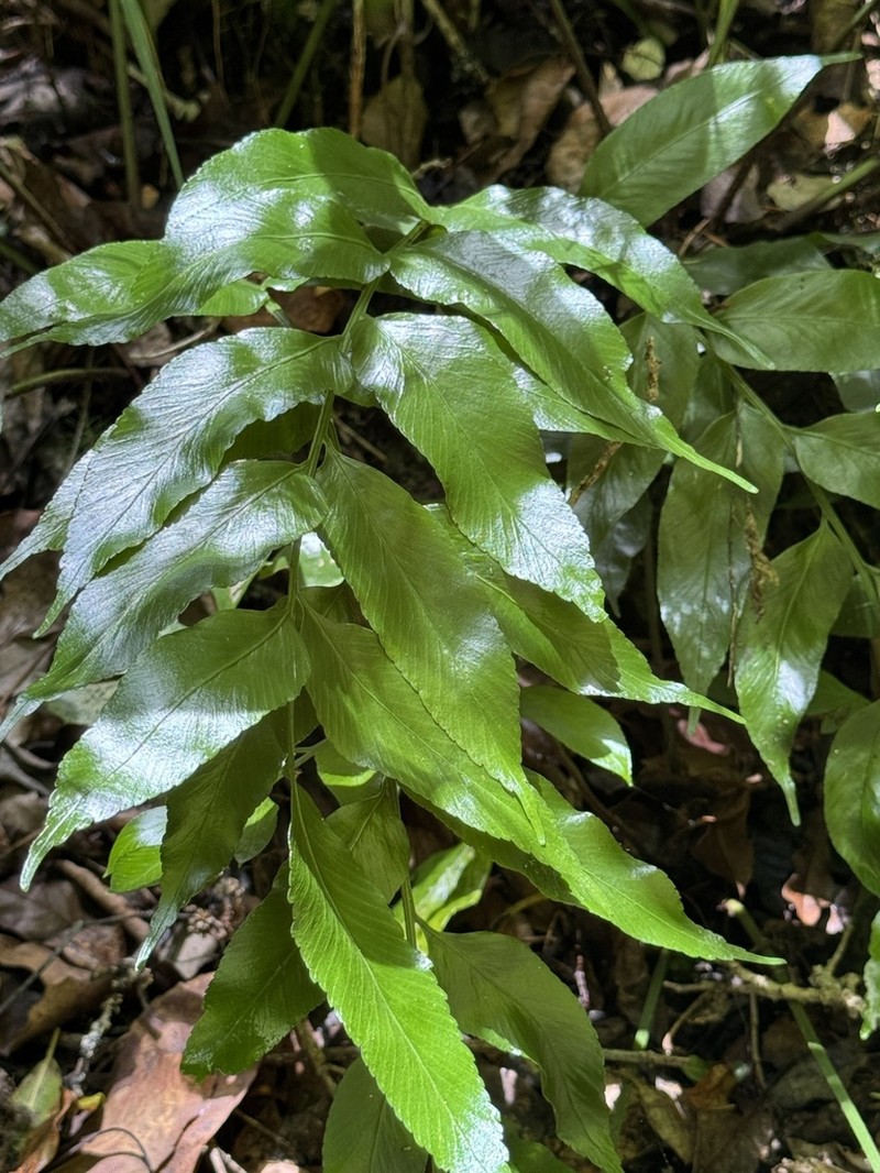Asplenium gemmiferum photo 3