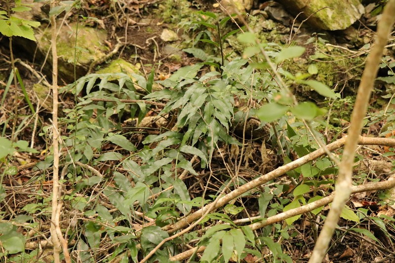 Asplenium gemmiferum photo 4