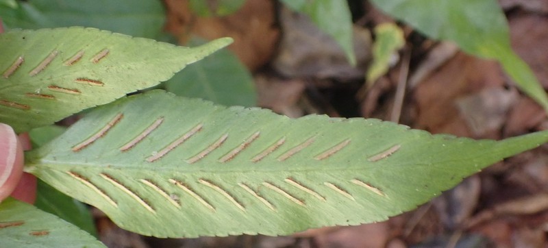 Asplenium gemmiferum photo 5