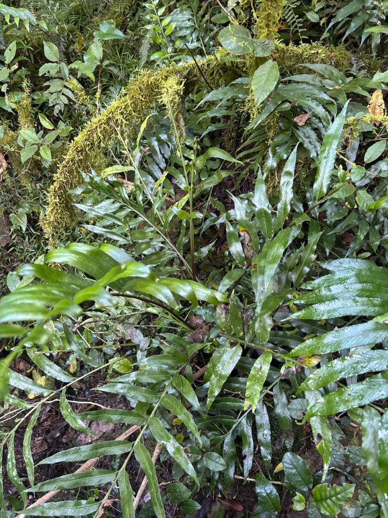 Asplenium gemmiferum photo 6