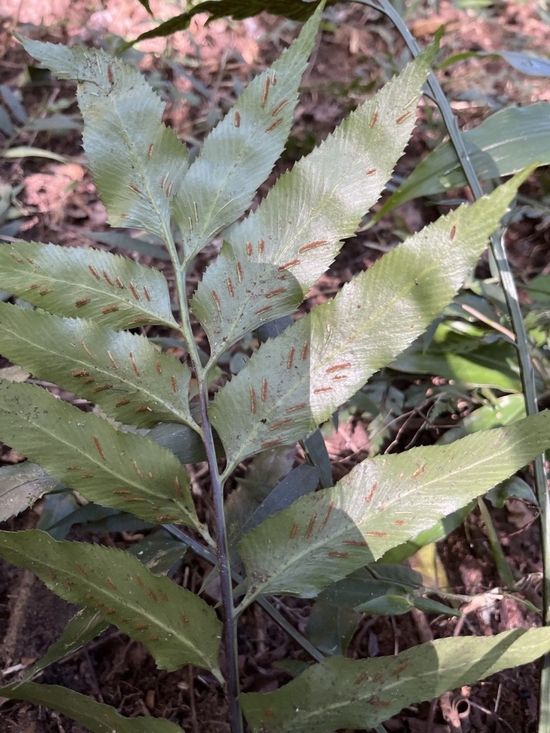 Asplenium gemmiferum photo 7