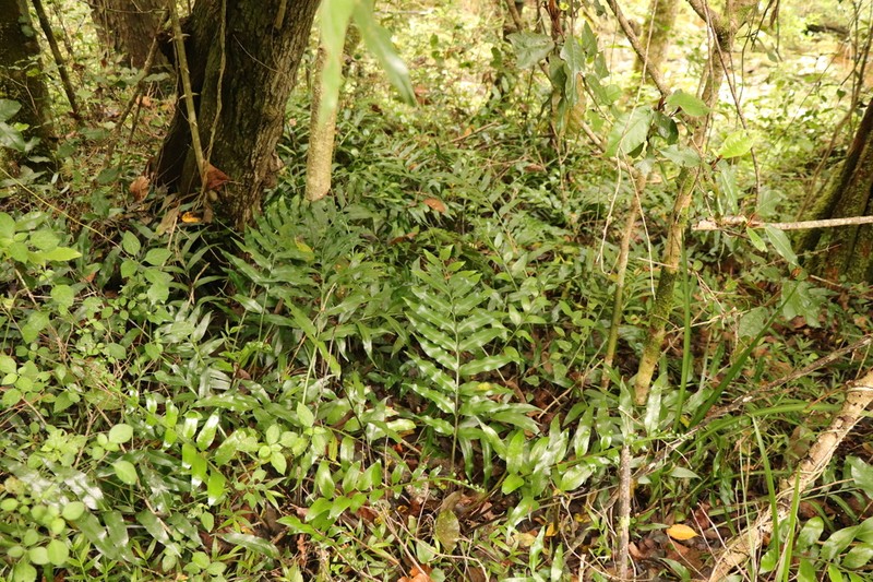 Asplenium gemmiferum photo 8