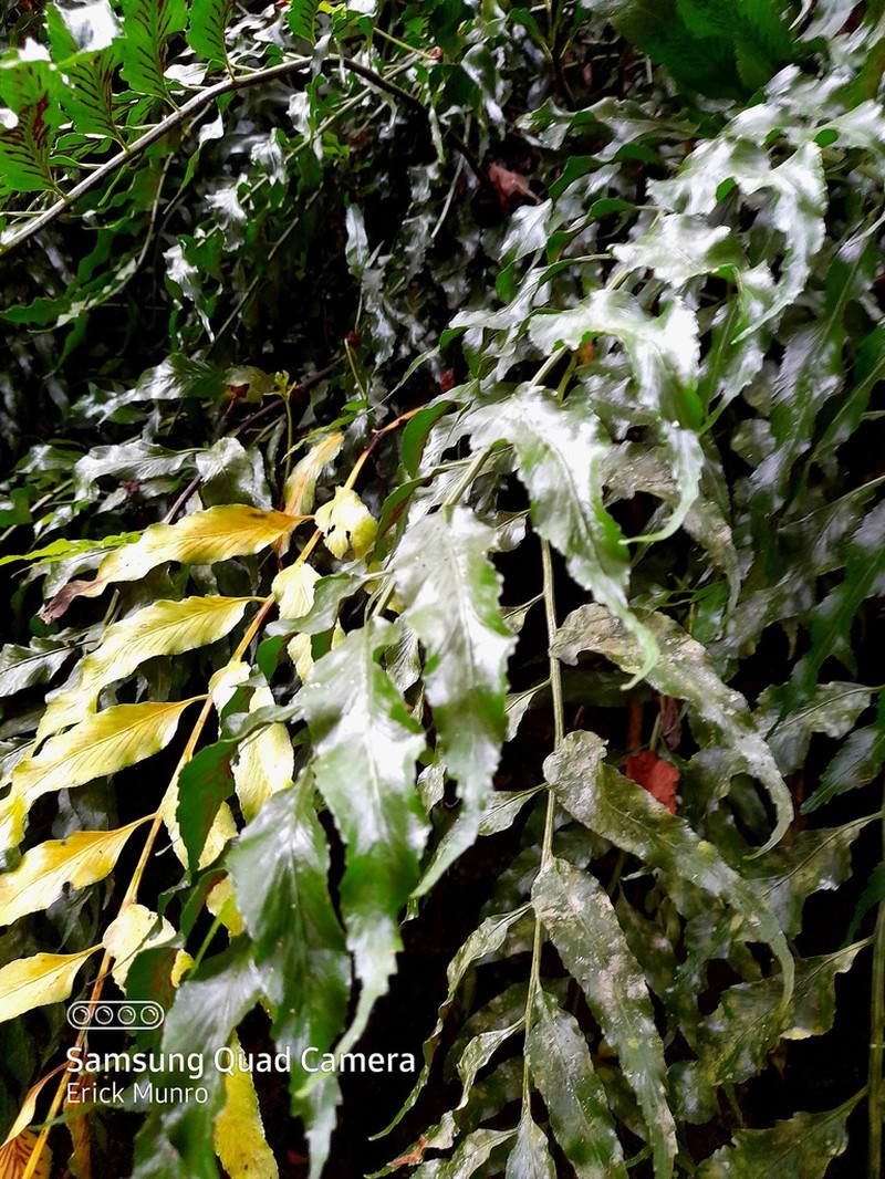 Asplenium gemmiferum