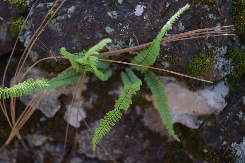 Asplenium gentryi
