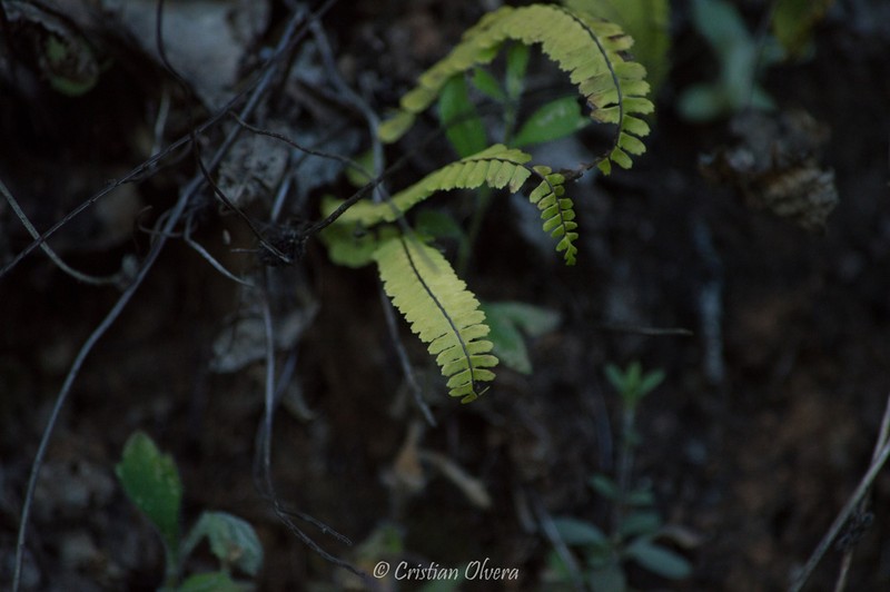 Asplenium gentryi photo 2