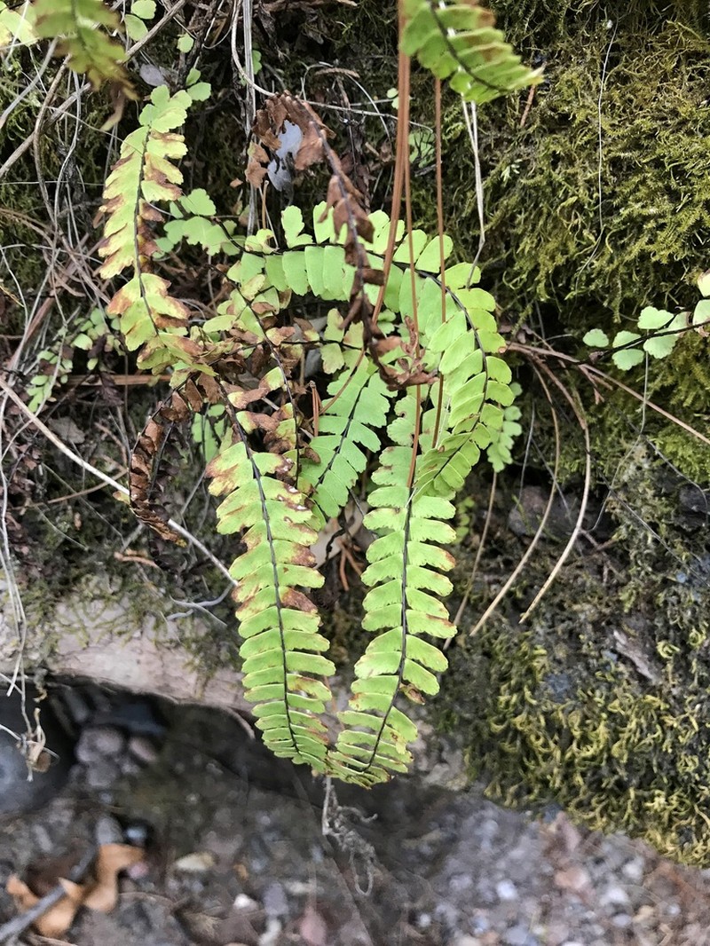 Asplenium gentryi photo 3