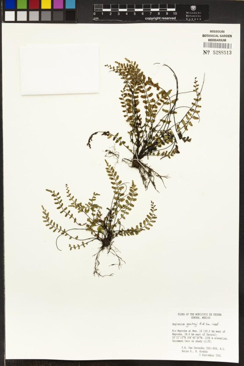 Asplenium gentryi photo 4