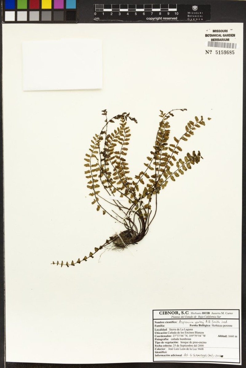 Asplenium gentryi photo 5