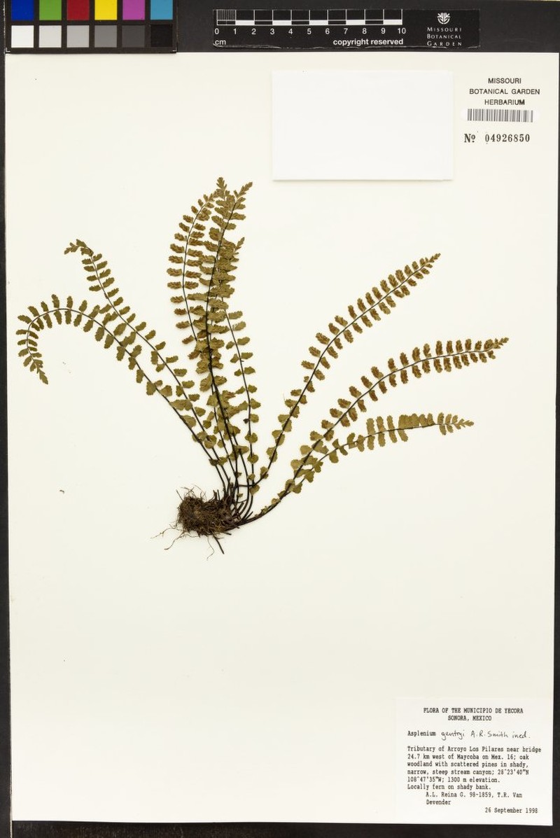 Asplenium gentryi photo 6