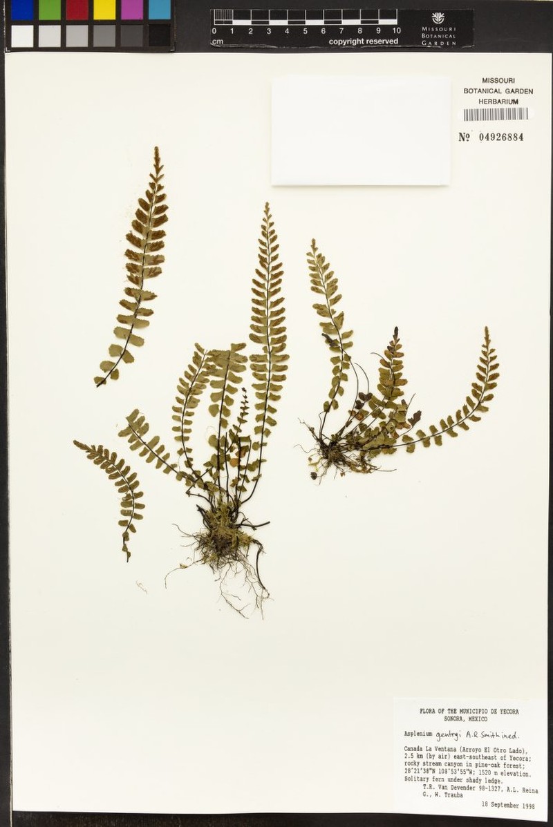 Asplenium gentryi photo 7