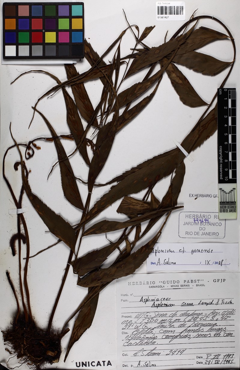 Asplenium geraense photo 2