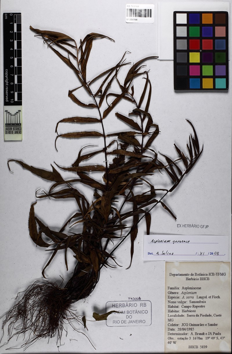 Asplenium geraense photo 3